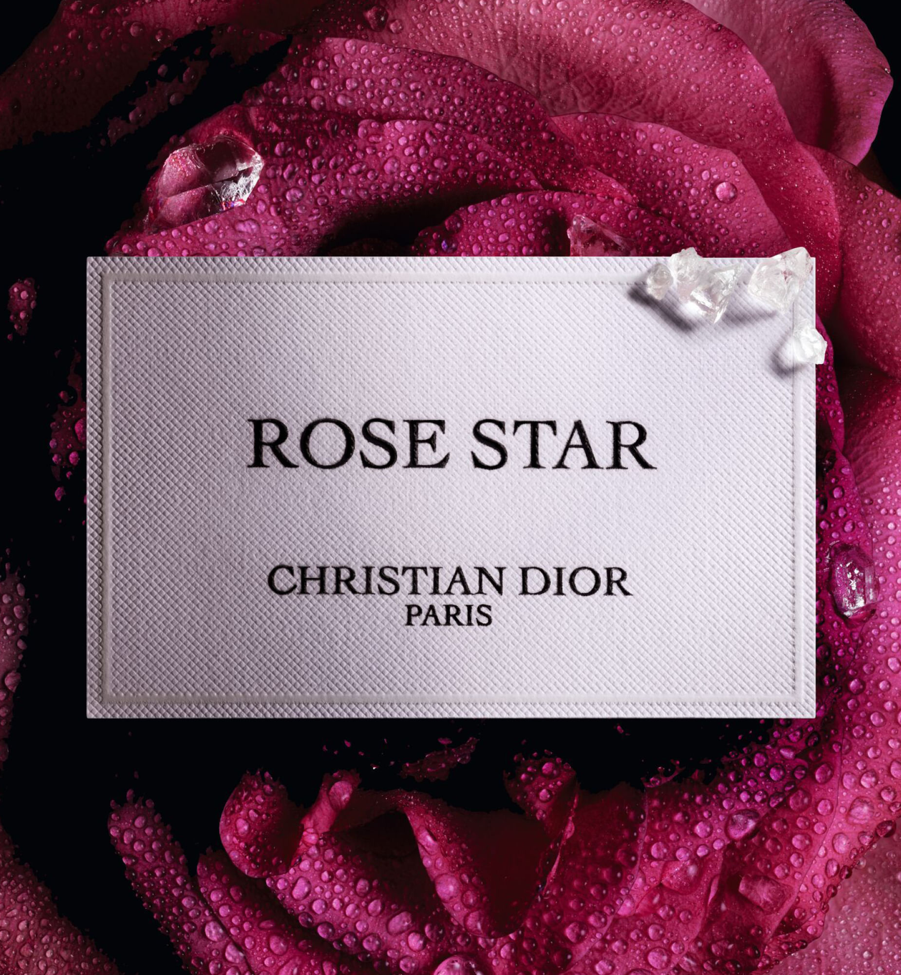 Rose Star | DIOR